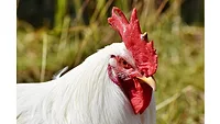 Chicken Chicken