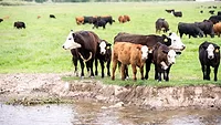 University of Idaho grazing project.jpg