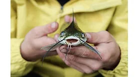 Catfish