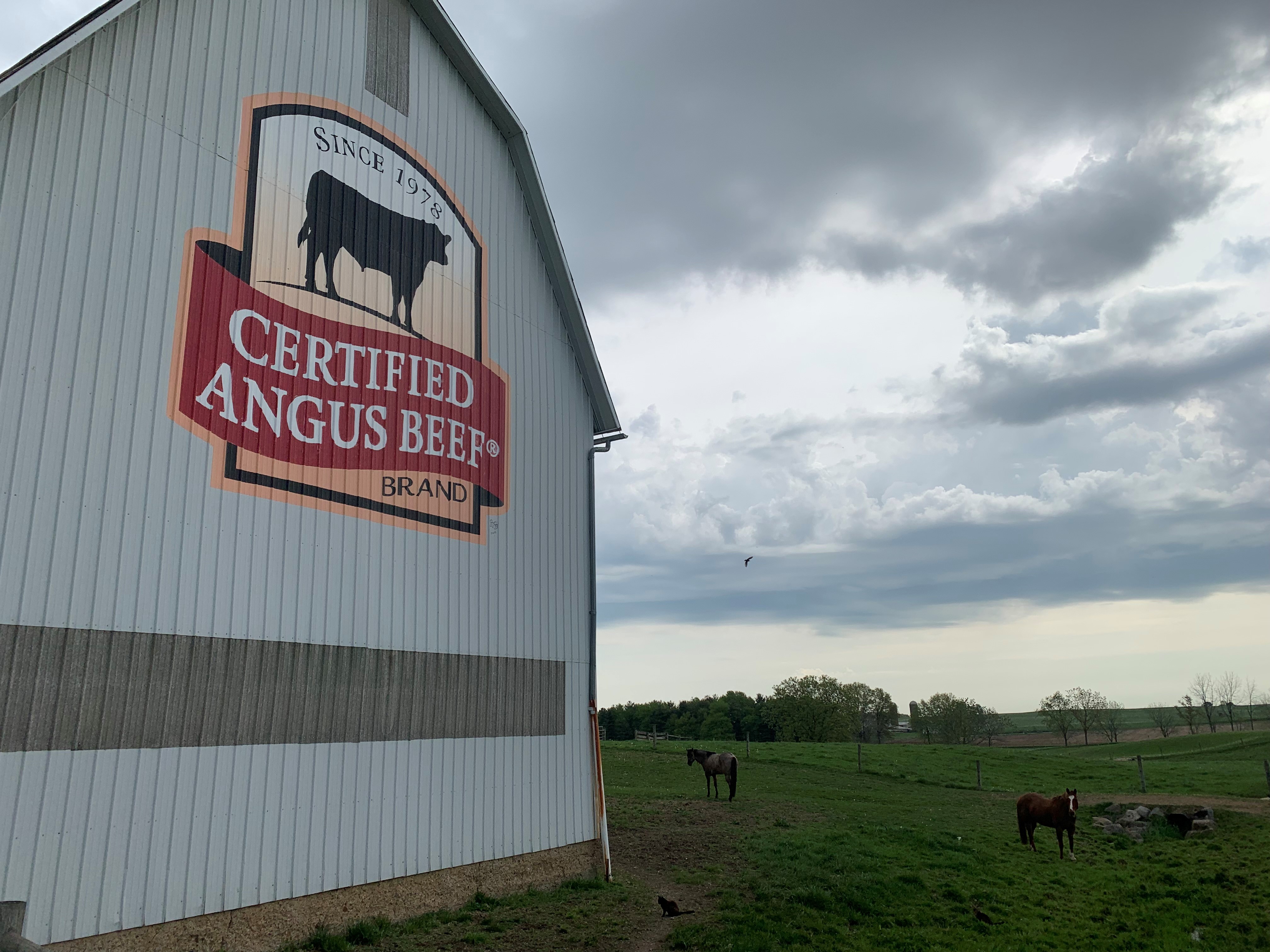 Certified Angus Beef brand logo at Chippewa Valley Angus Farms