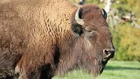 Bison Bison
