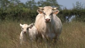 Charolais cow and calf