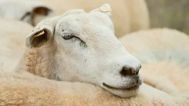 Sheep
