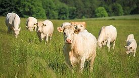 Cattle