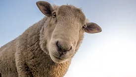 Sheep