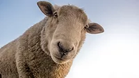 Sheep
