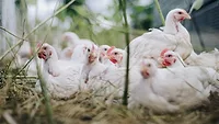 Chickens