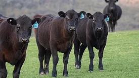 Angus cattle