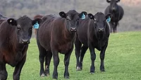 Angus cattle