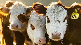 West Virginia cattle