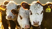 West Virginia cattle