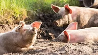 Pigs