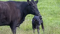 Cow and calf Cow and calf