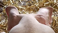 Pig ears