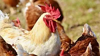 Chickens Chickens