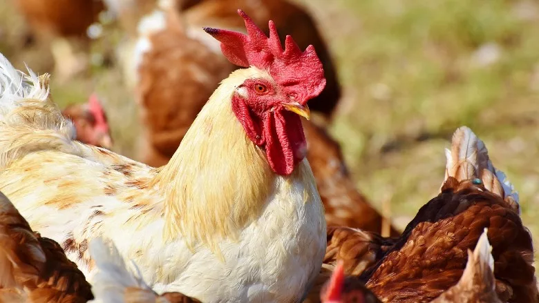 Chickens