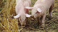 Pigs Pigs