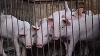 Pigs
