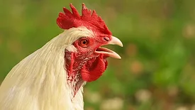 Rooster