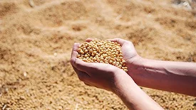 Soybeans