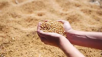 Soybeans