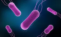 Vector illustration of Salmonella Bacteria for medicine concept Vector illustration of Salmonella Bacteria for medicine concept