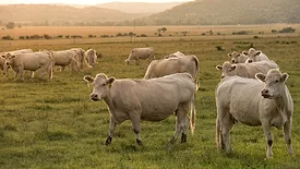 Beef pasture