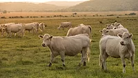 Beef pasture Beef pasture