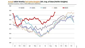 USDA fed cattle weights August 2024