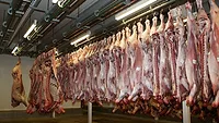 Carcasses Carcasses