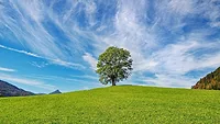 Tree in field