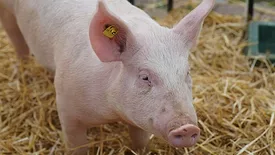 Pig