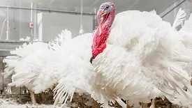 Breeder male 2016