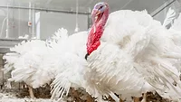 Breeder male 2016