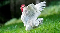 Rooster