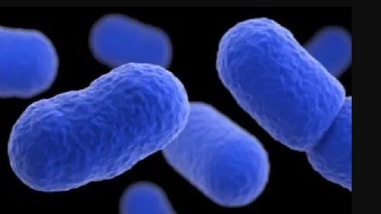 Listeria