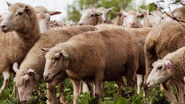 American lamb
