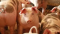Pigs Pigs