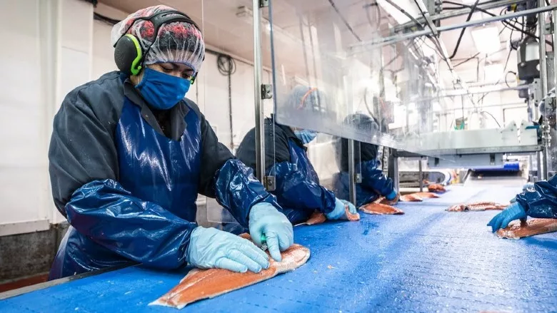 Worker filleting salmon in a processing facility