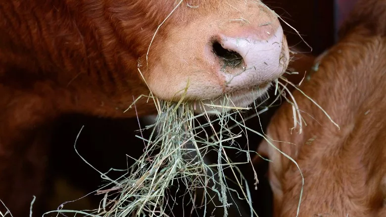 Cow eating