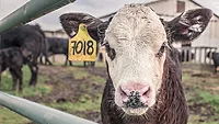 Cow Cow