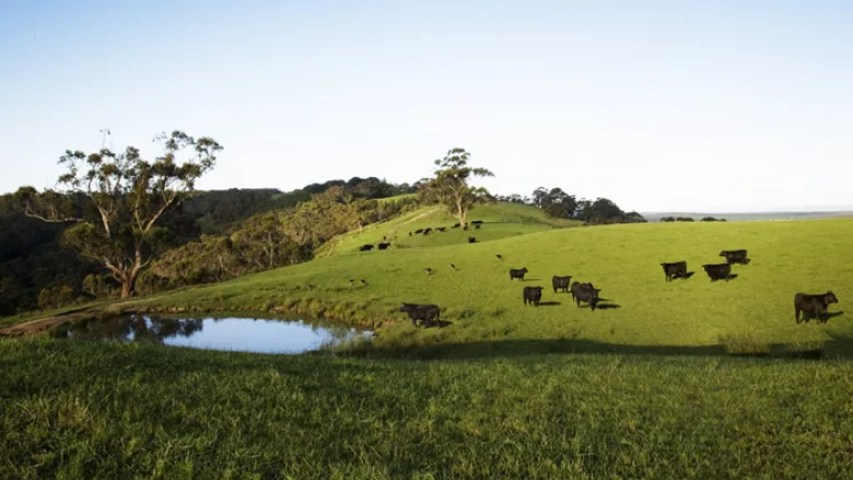 Aussie beef