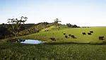 Aussie beef