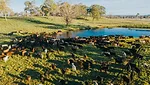 Aussie cattle