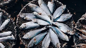 Dried fish