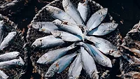 Dried fish