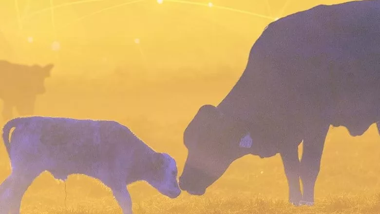 livestock welfare