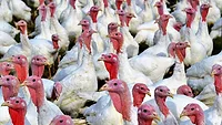 Turkeys