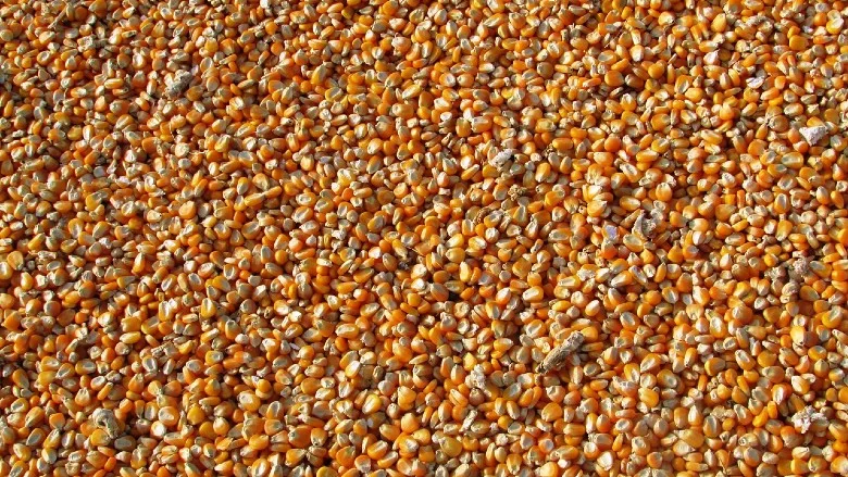 Corn