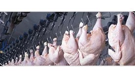 chicken production
